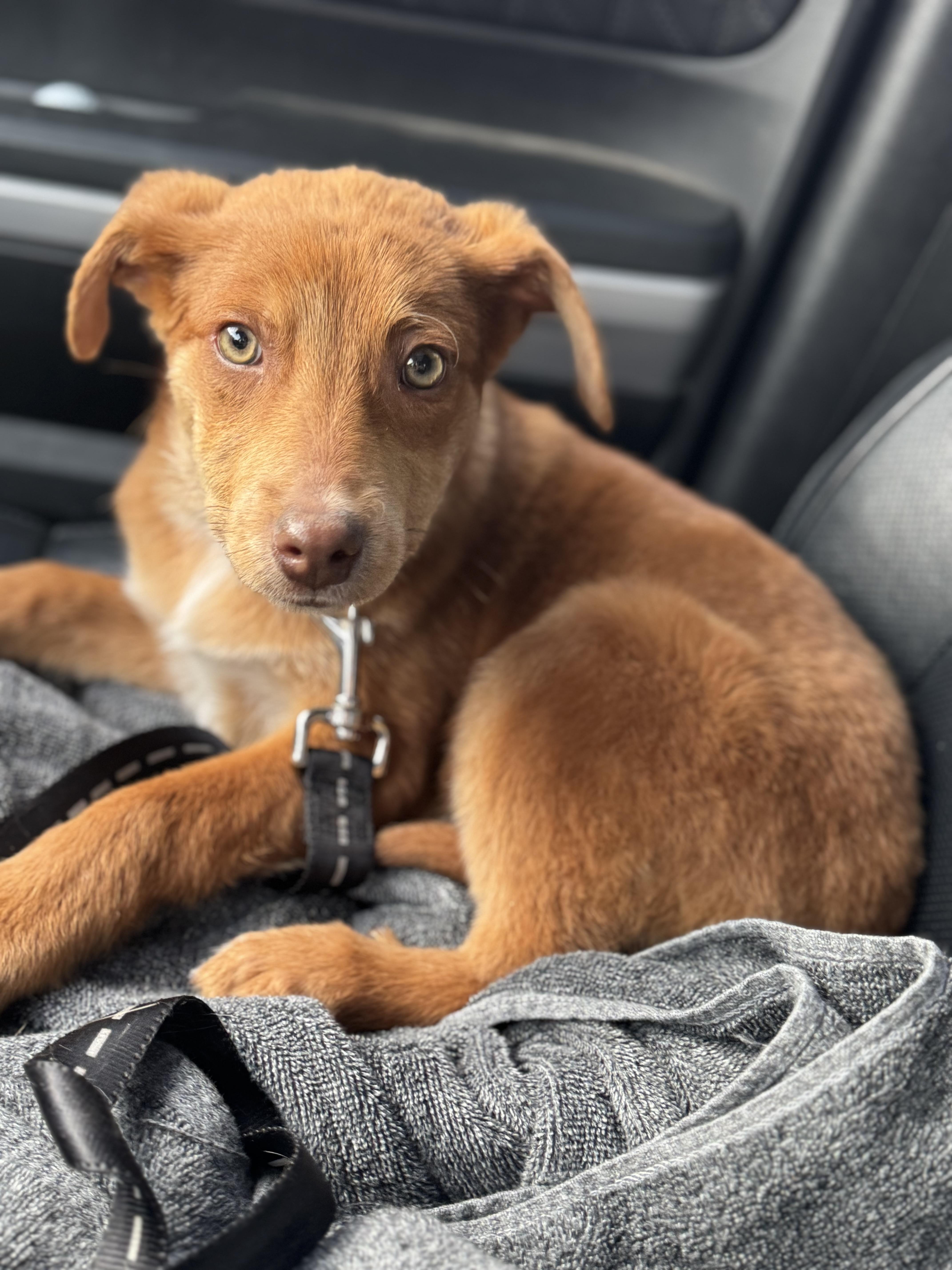 Cheddar (Bay Biscuits), ADOPTABLE, Young Female Labrador Retriever & Catahoula Leopard Dog.