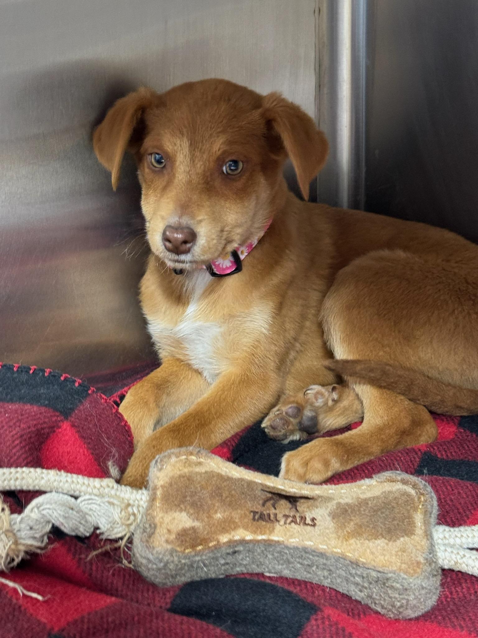 Enlarge Cheddar (Bay Biscuits), a ADOPTABLE mixed breed in Grant, NE image 3/3