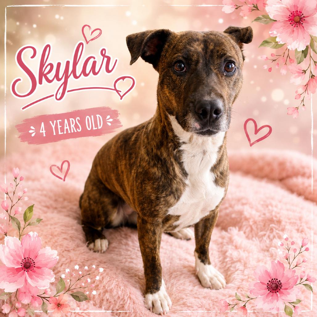 Enlarge Skylar, a Adoptable mixed breed in Waldorf, MD image 2/4