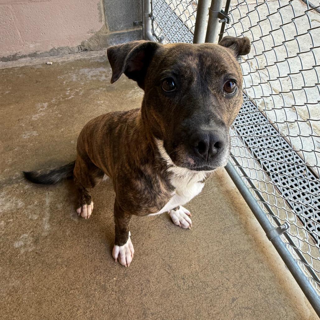 Enlarge Skylar, a Adoptable mixed breed in Waldorf, MD image 2/3