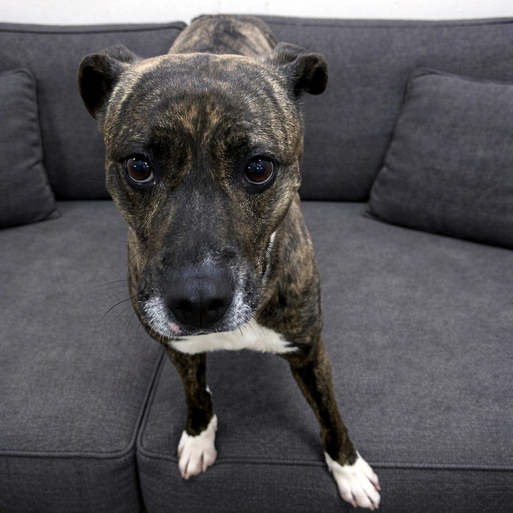 Enlarge Skylar, a Adoptable mixed breed in Waldorf, MD image 3/3