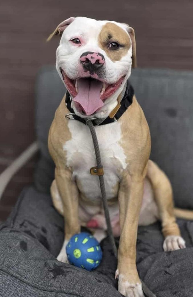 Darby, Adoptable, Adult Male Pit Bull Terrier.