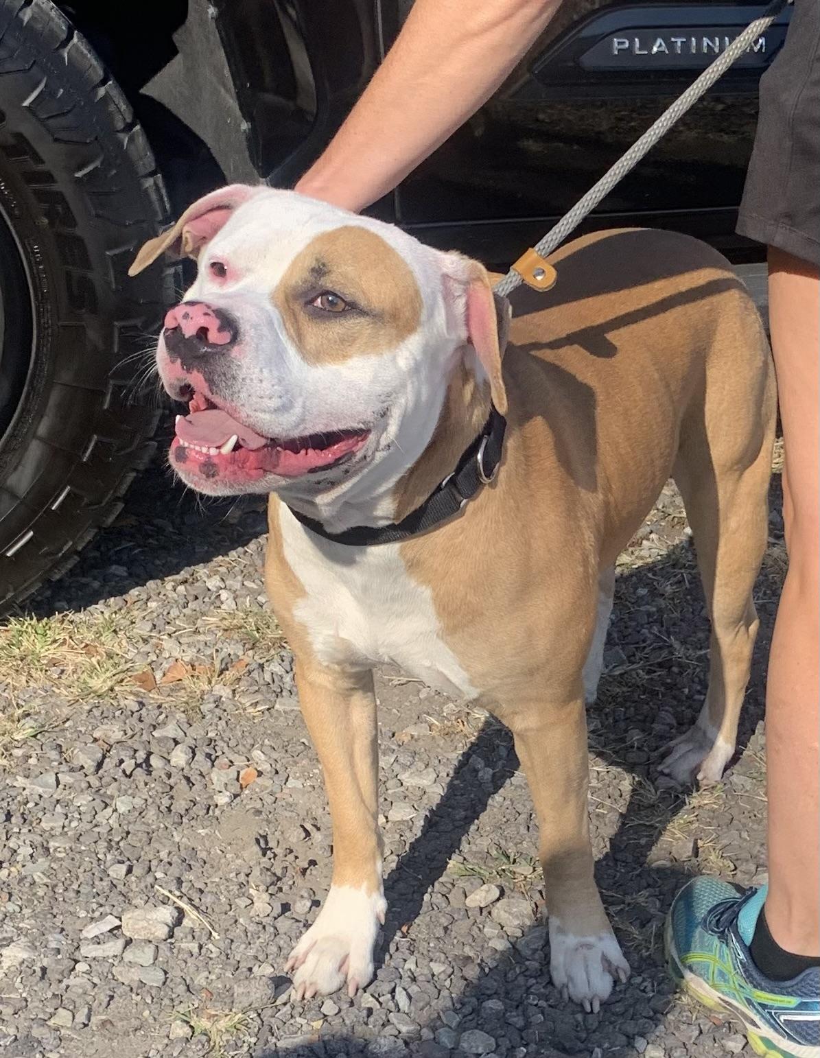 Enlarge Darby, a Adoptable mixed breed in McKeesport, PA image 2/6