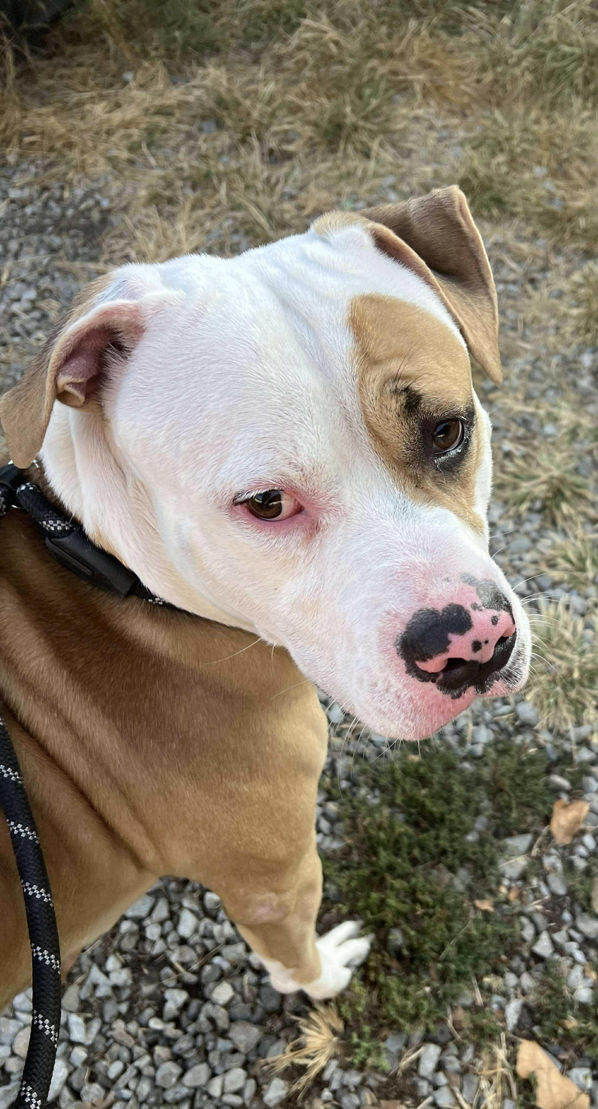 Enlarge Darby, a Adoptable mixed breed in McKeesport, PA image 3/6