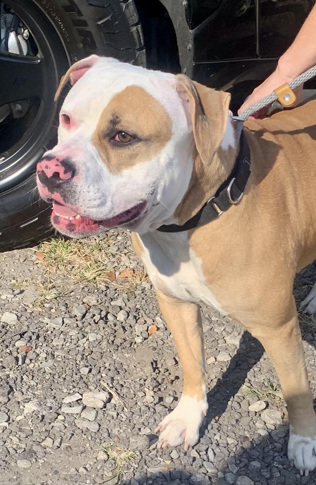 Enlarge Darby, a Adoptable mixed breed in McKeesport, PA image 4/6