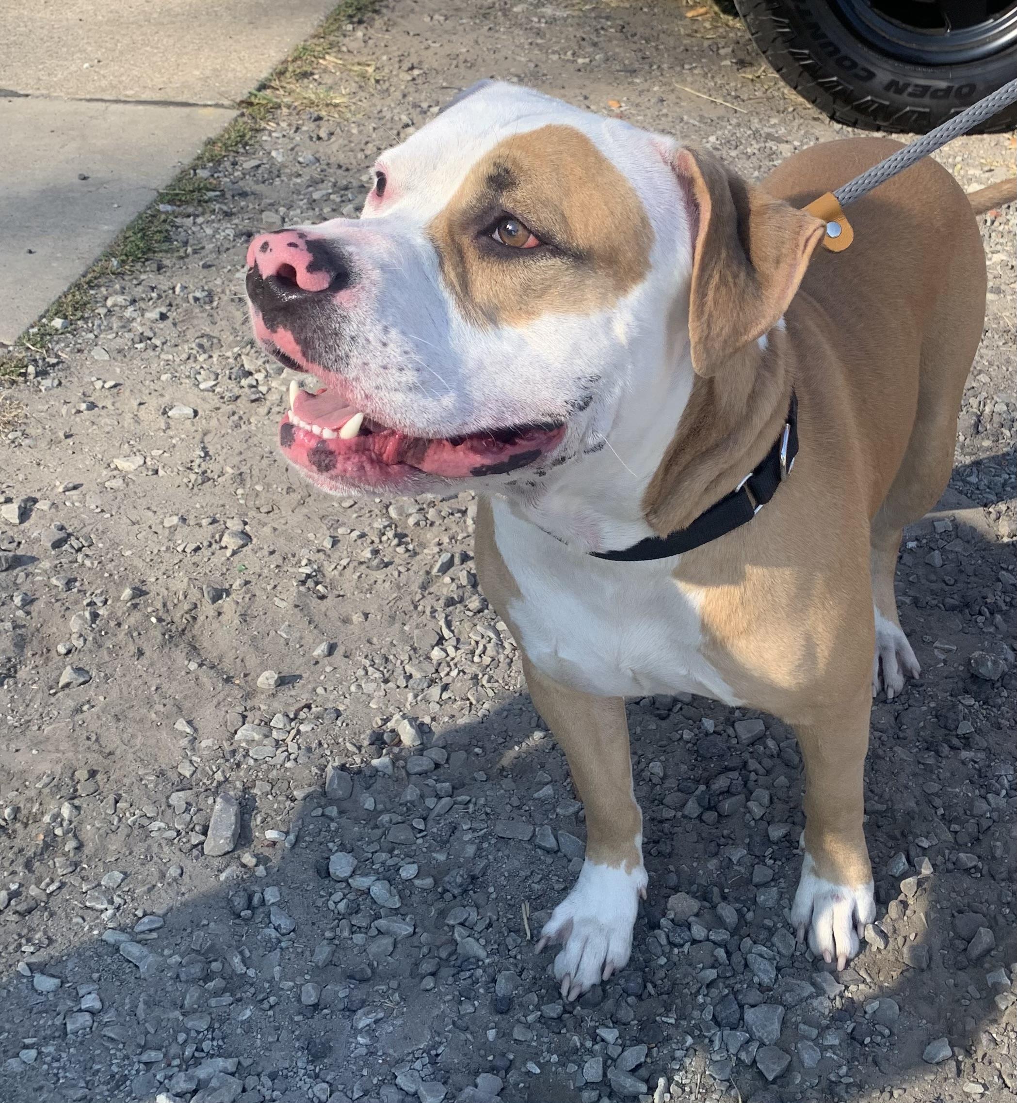 Enlarge Darby, a Adoptable mixed breed in McKeesport, PA image 5/6