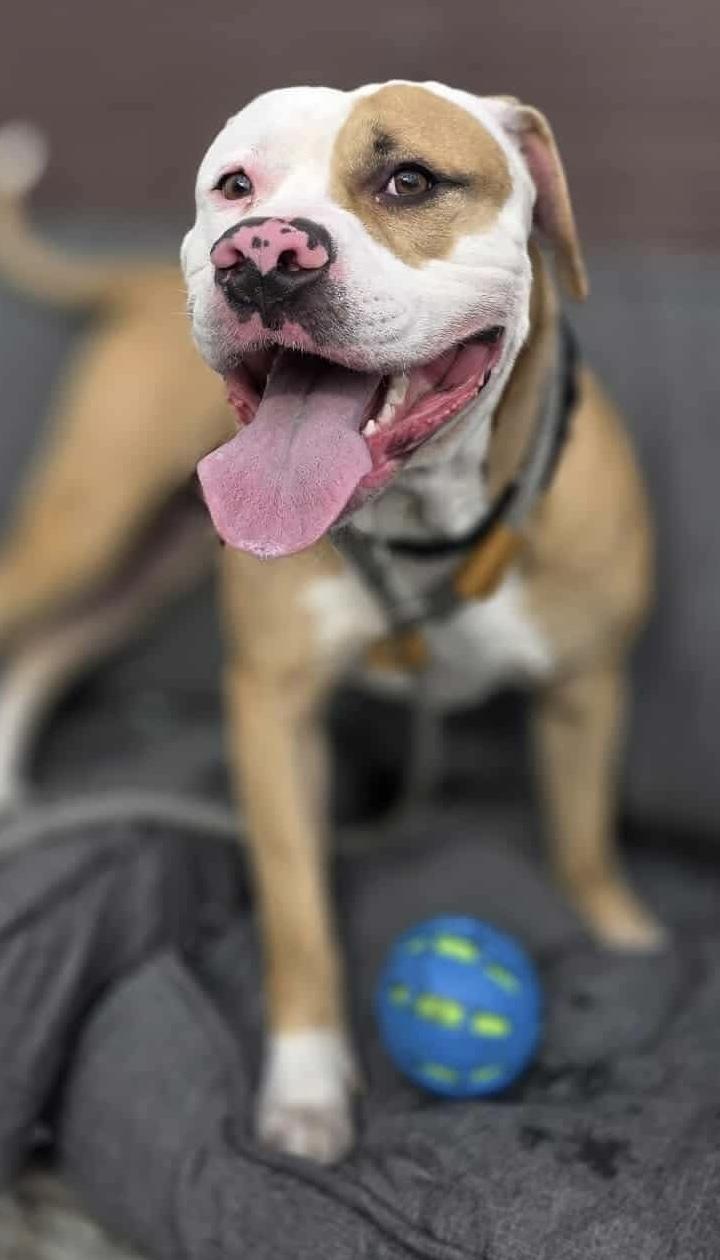 Enlarge Darby, a Adoptable mixed breed in McKeesport, PA image 6/6