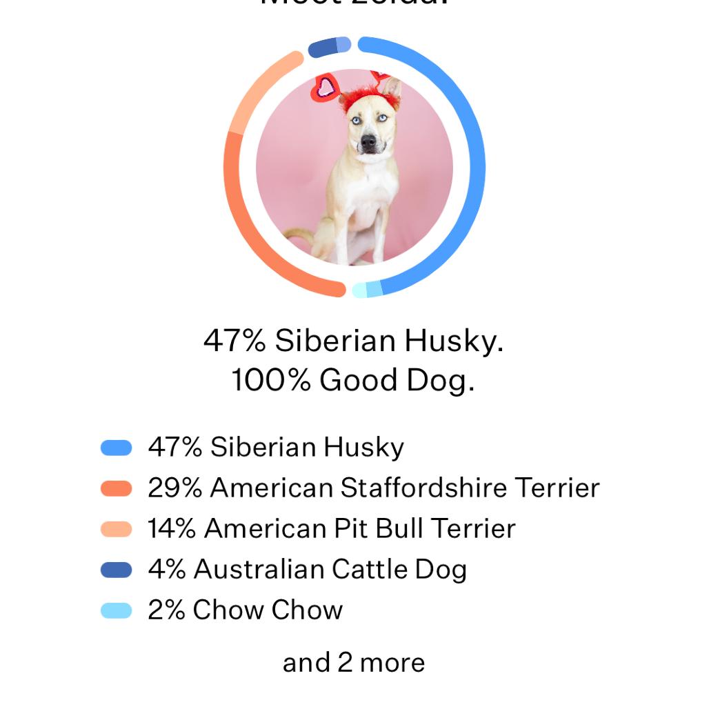 Enlarge Zelda, a Adoptable Husky in Portland, OR image 1/4