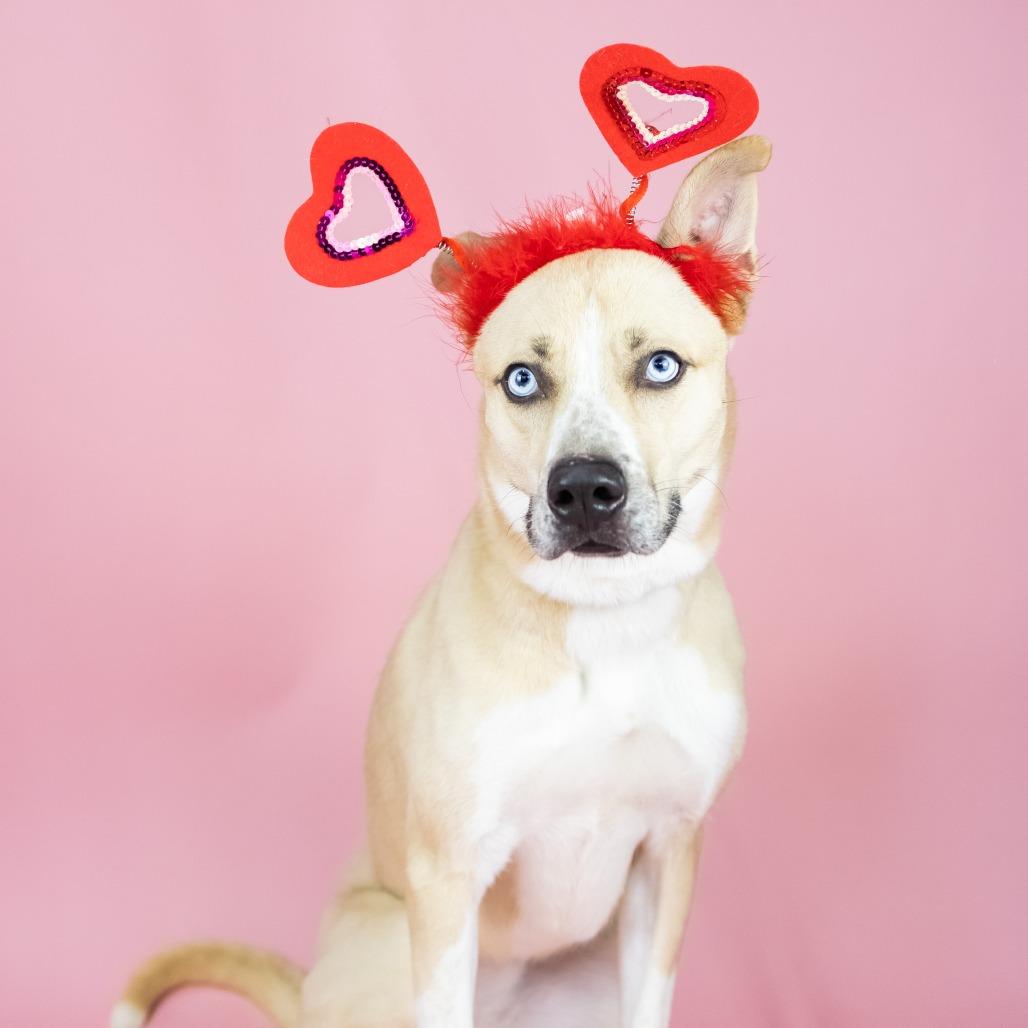 Enlarge Zelda, a Adoptable Husky in Portland, OR image 3/4