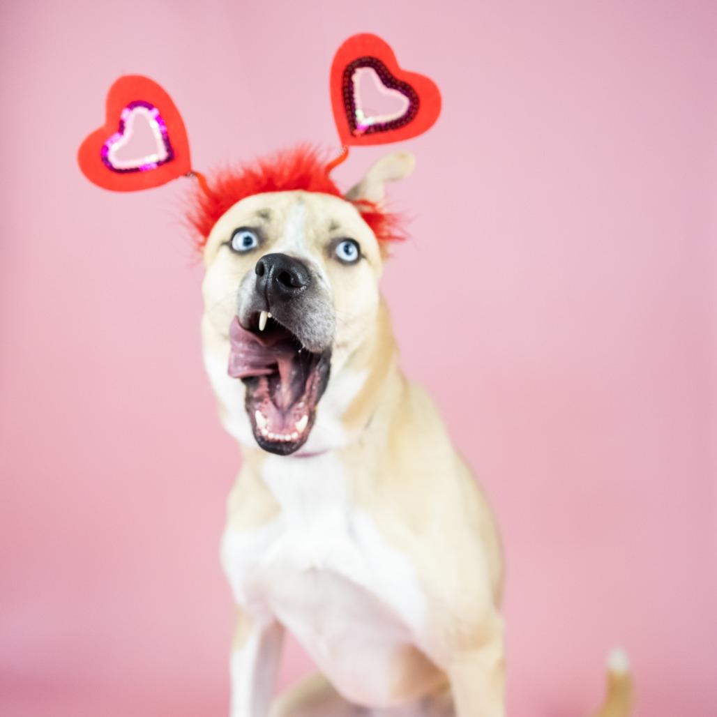 Enlarge Zelda, a Adoptable Husky in Portland, OR image 4/4