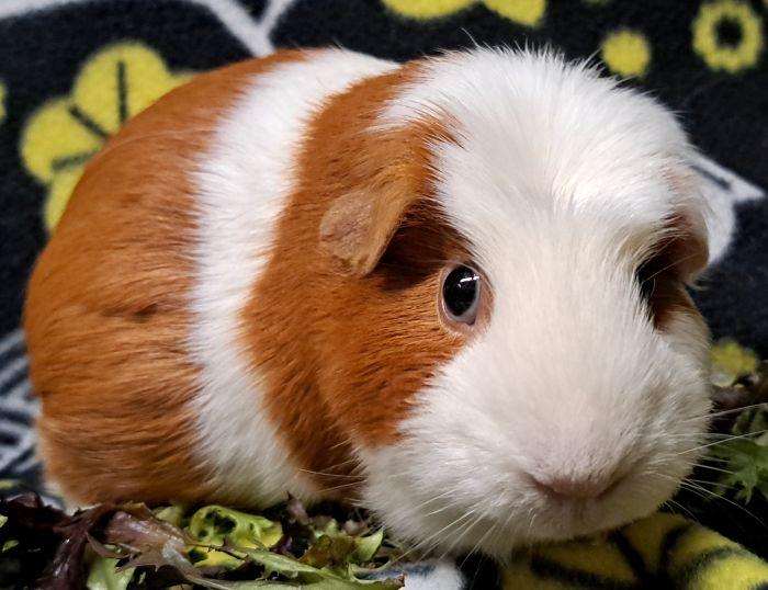 Enlarge Tug, a Adoptable Guinea Pig in Gary, IN image 2/3
