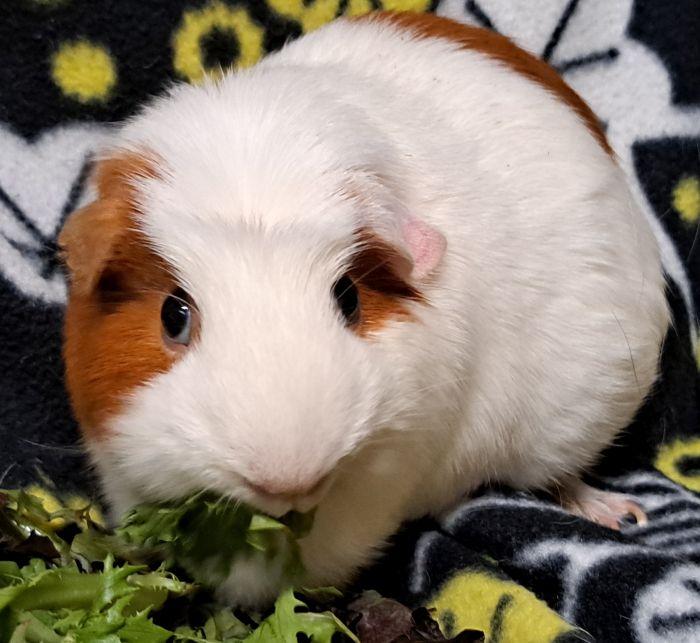 Enlarge Tug, a Adoptable Guinea Pig in Gary, IN image 3/3