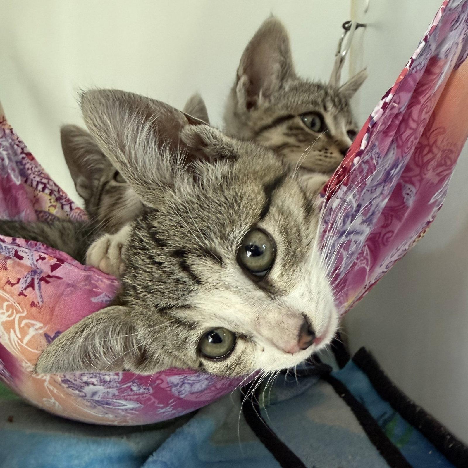 Baguette, Adoptable, Kitten Female Domestic Short Hair.