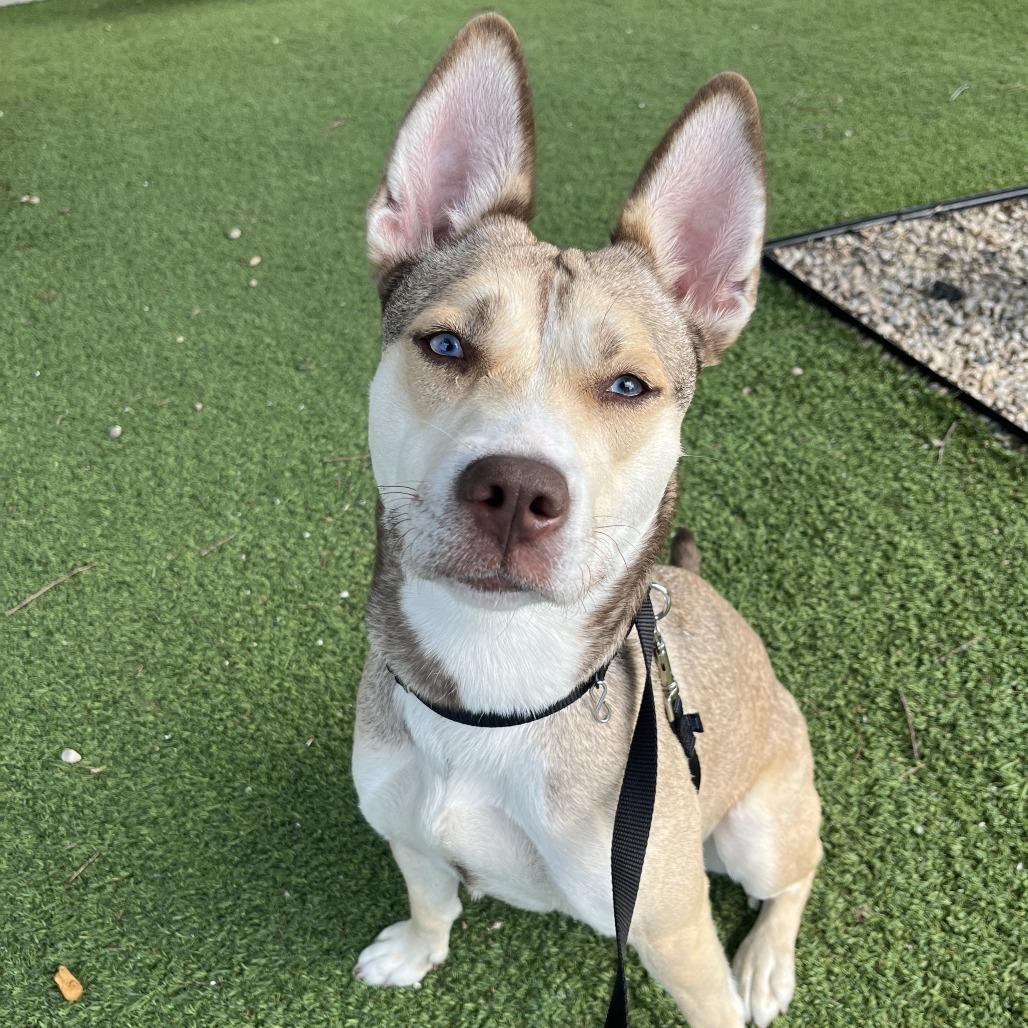 Faline, Adoptable, Adult Female Mixed Breed.