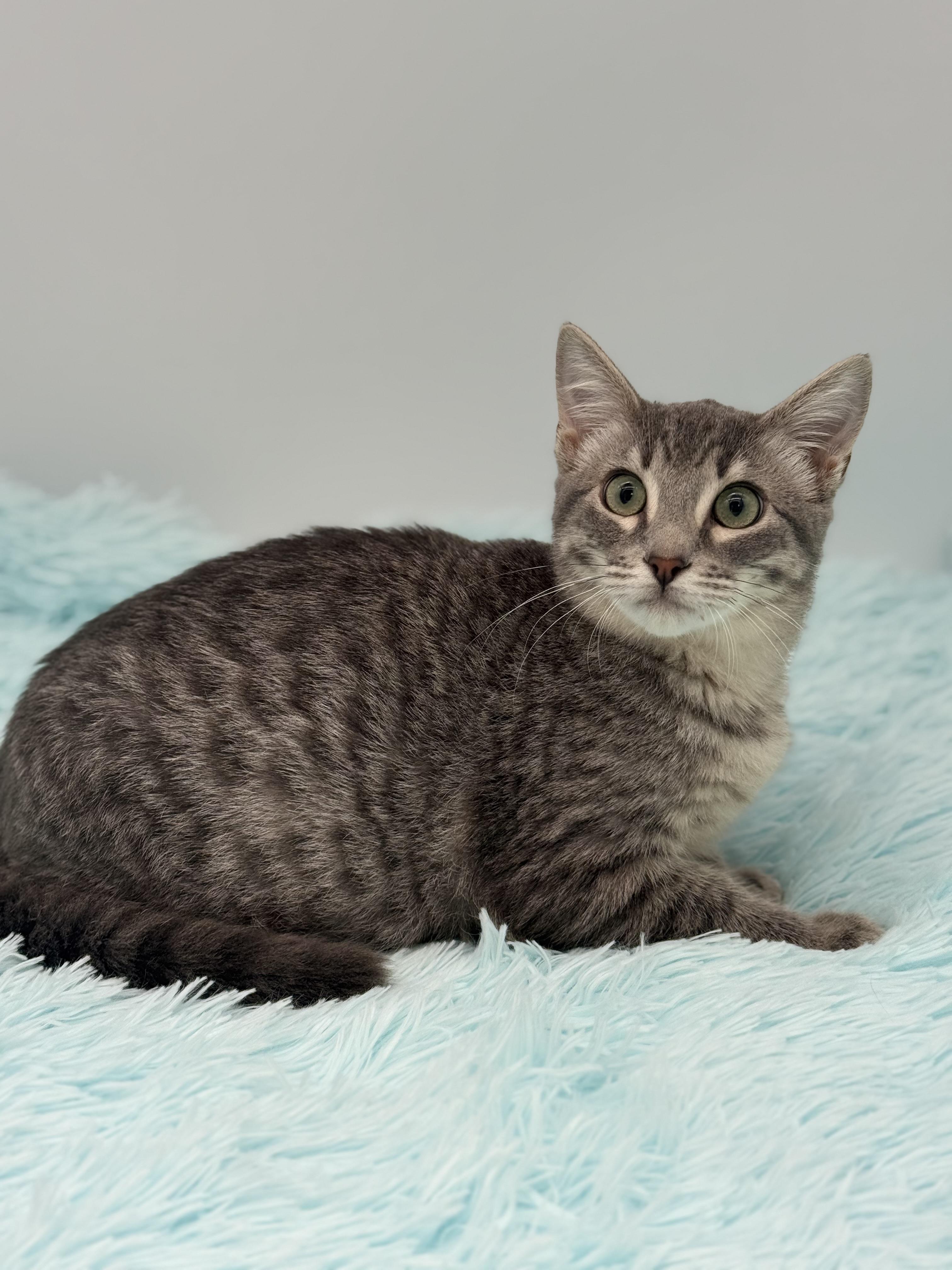 Enlarge Pad Thai, a Adoptable mixed breed in Covington, LA image 2/6