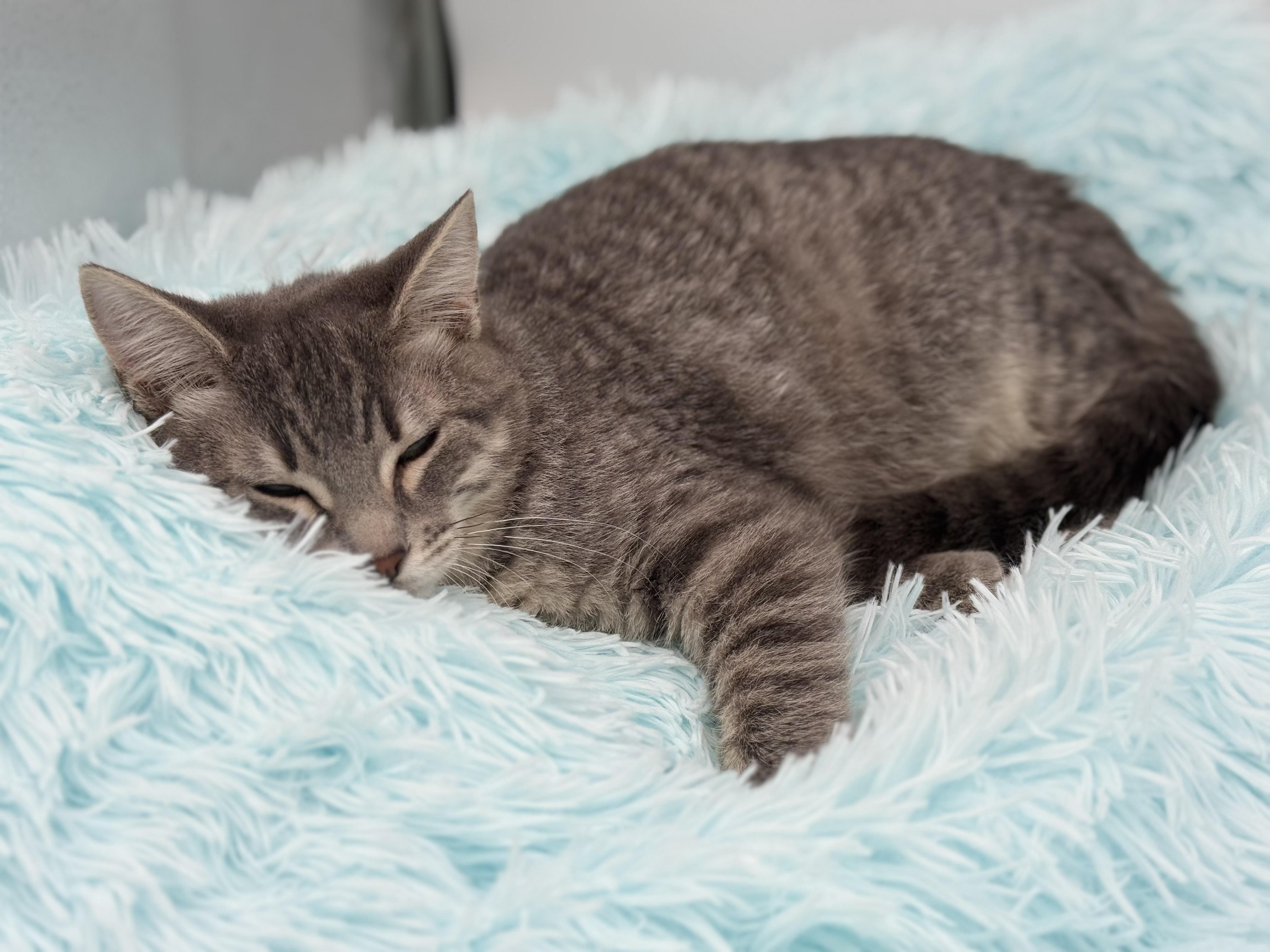 Enlarge Pad Thai, a Adoptable mixed breed in Covington, LA image 4/6