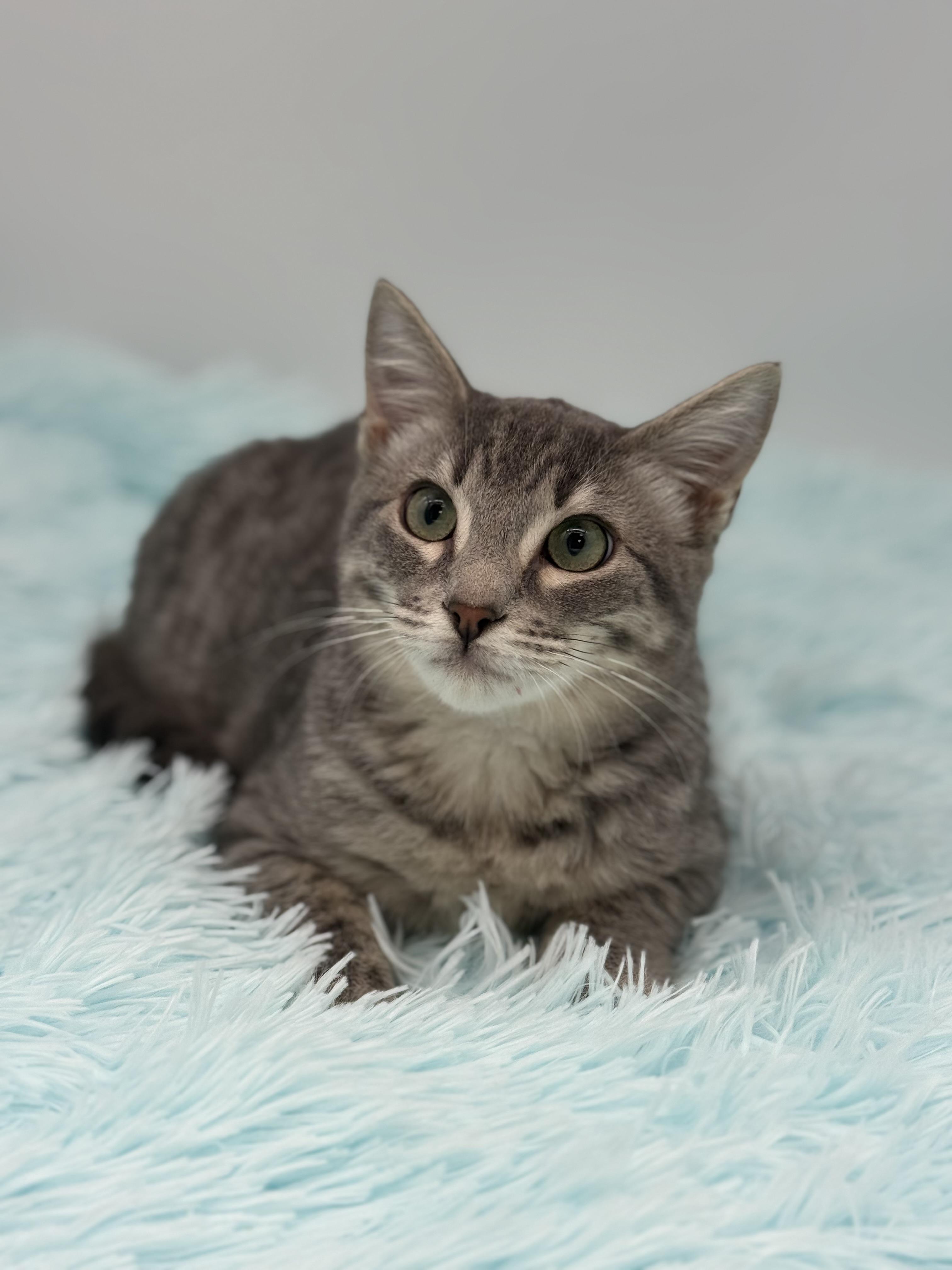 Enlarge Pad Thai, a Adoptable mixed breed in Covington, LA image 3/6