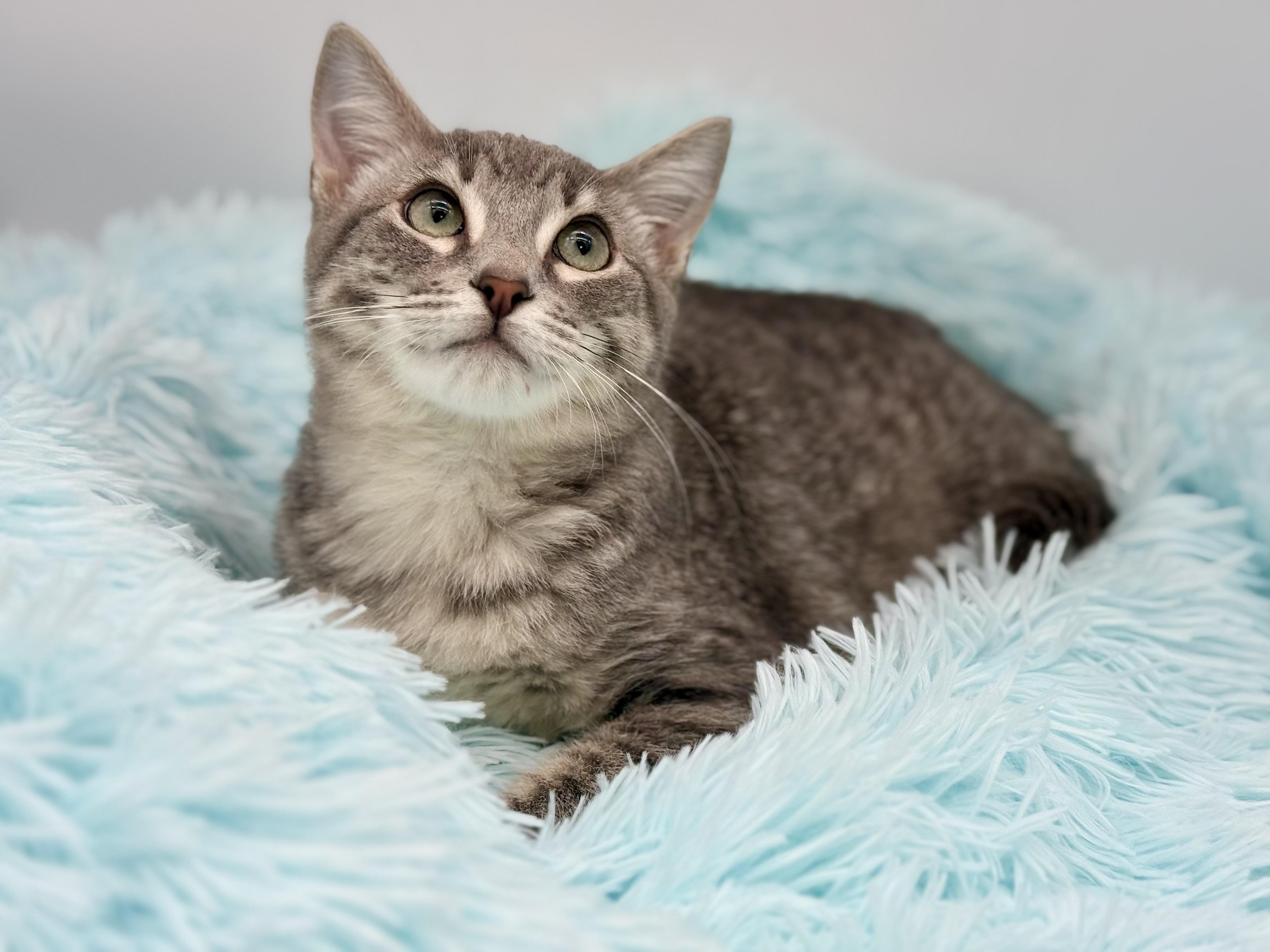 Pad Thai, Adoptable, Kitten Male Russian Blue & Tabby.
