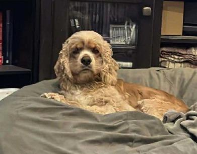 Otis, Adopted, Adult Male Cocker Spaniel.