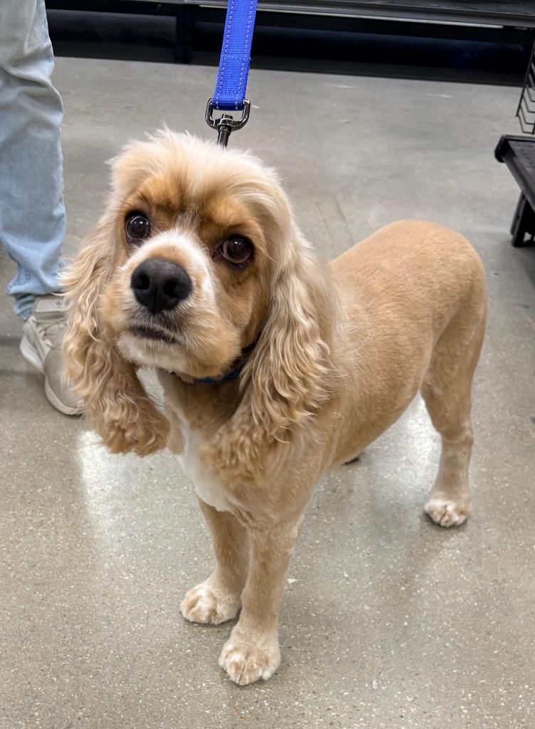 Otis, a Adopted Cocker Spaniel in CONROE, TX image 2/5