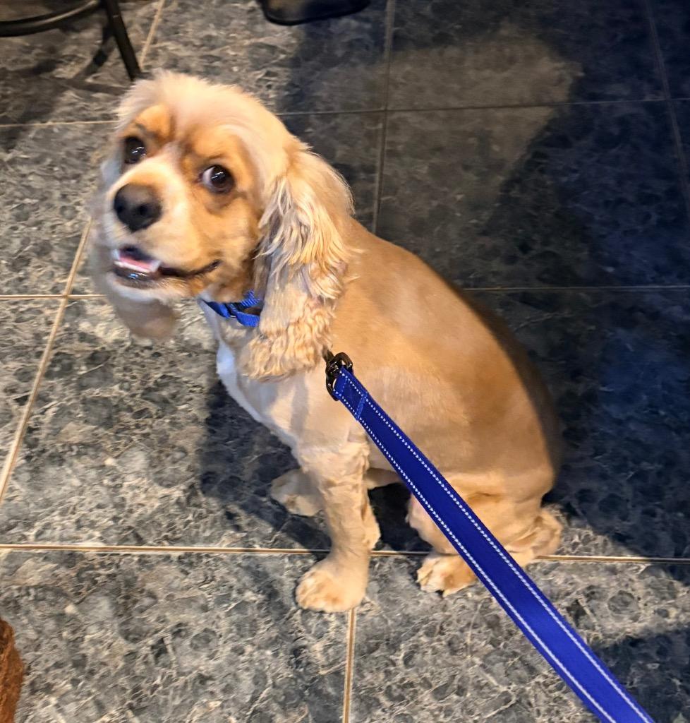 Otis, a Adopted Cocker Spaniel in CONROE, TX image 3/5