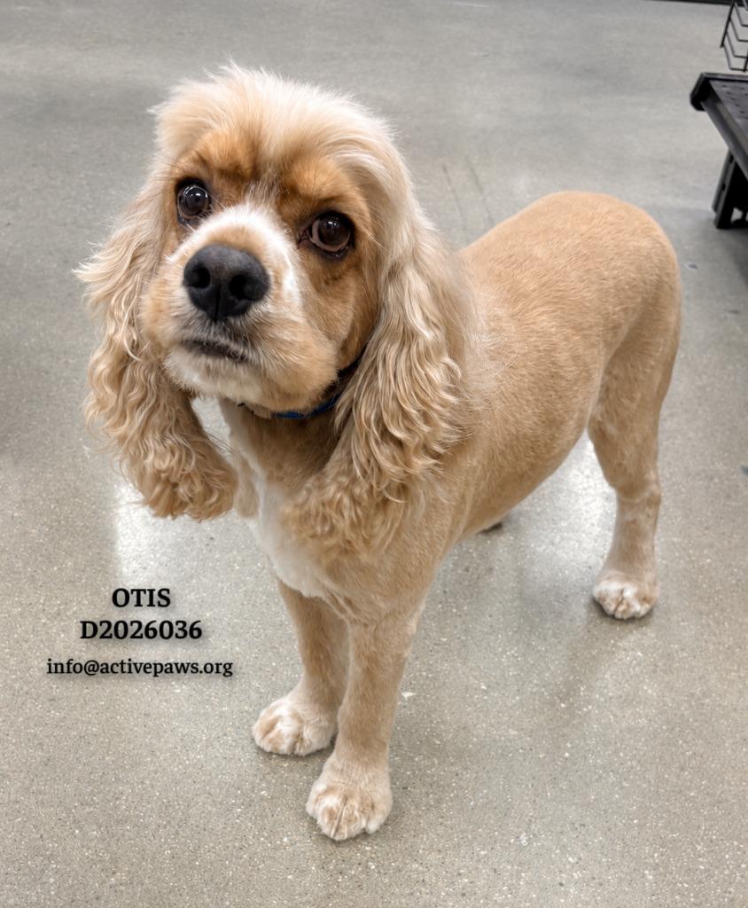 Otis, a Adopted Cocker Spaniel in CONROE, TX image 4/5