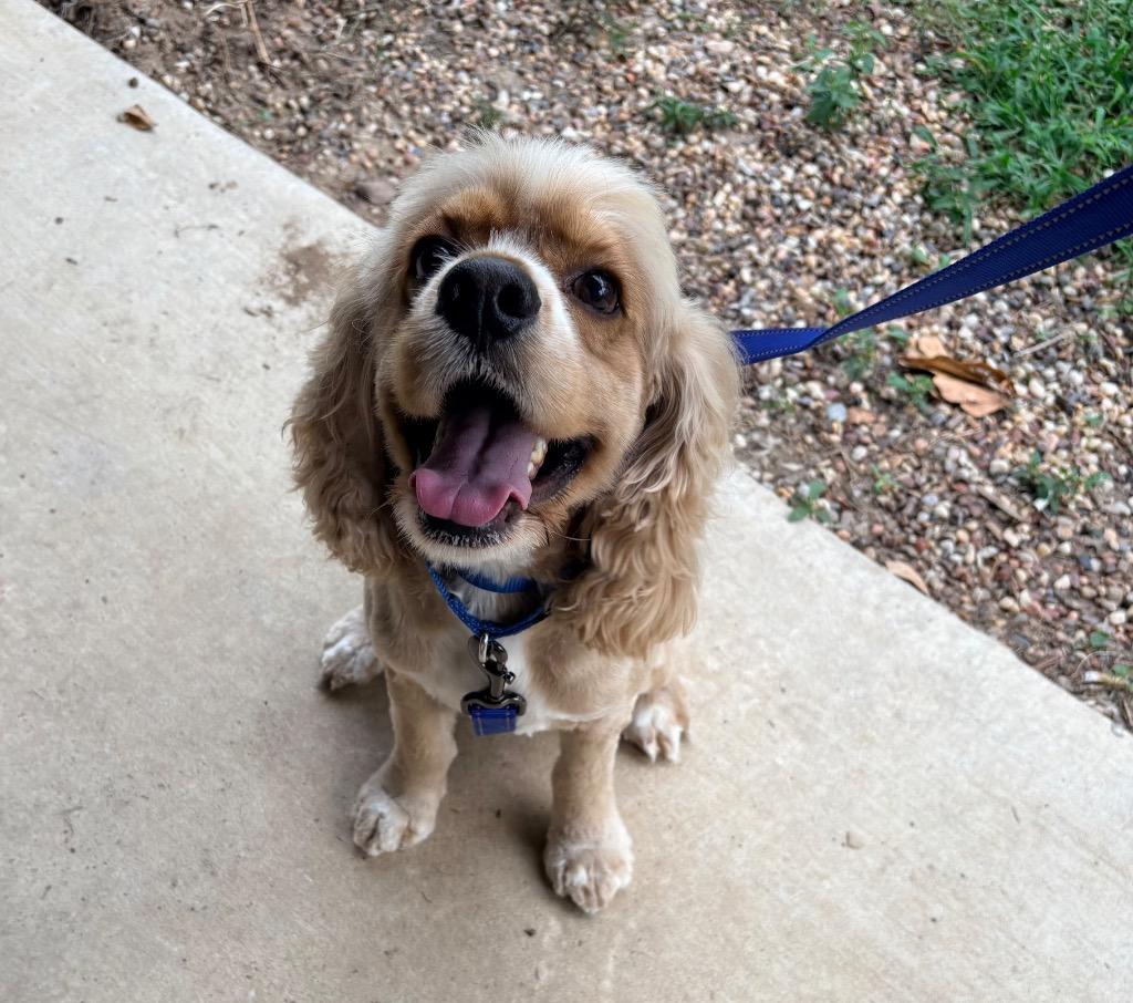 Otis, a Adopted Cocker Spaniel in CONROE, TX image 5/5