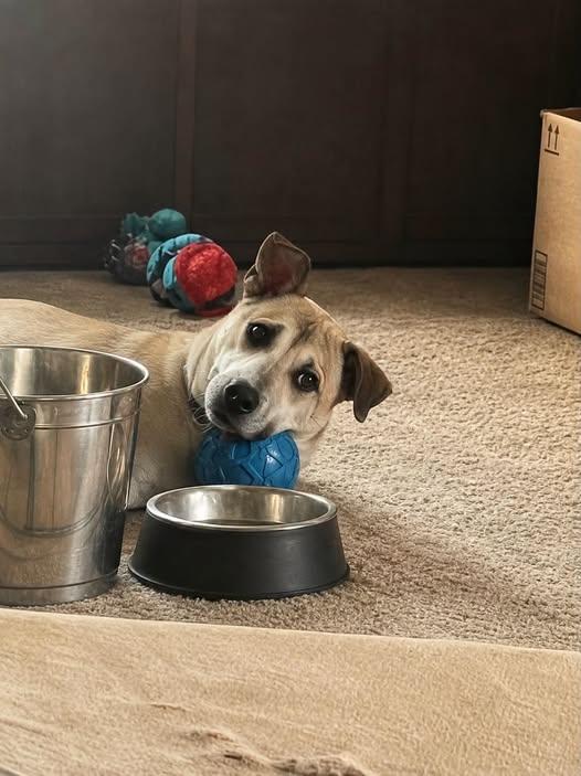 Enlarge Quinn, a Adoptable Mixed Breed in Gladwin, MI image 2/4
