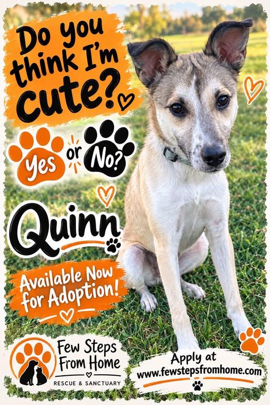 Enlarge Quinn, a Adoptable Mixed Breed in Gladwin, MI image 3/4