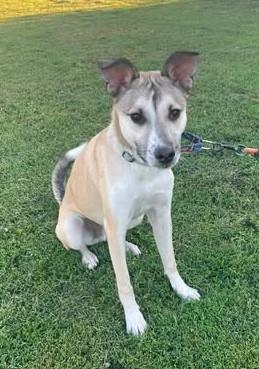 Enlarge Quinn, a Adoptable Mixed Breed in Gladwin, MI image 1/4