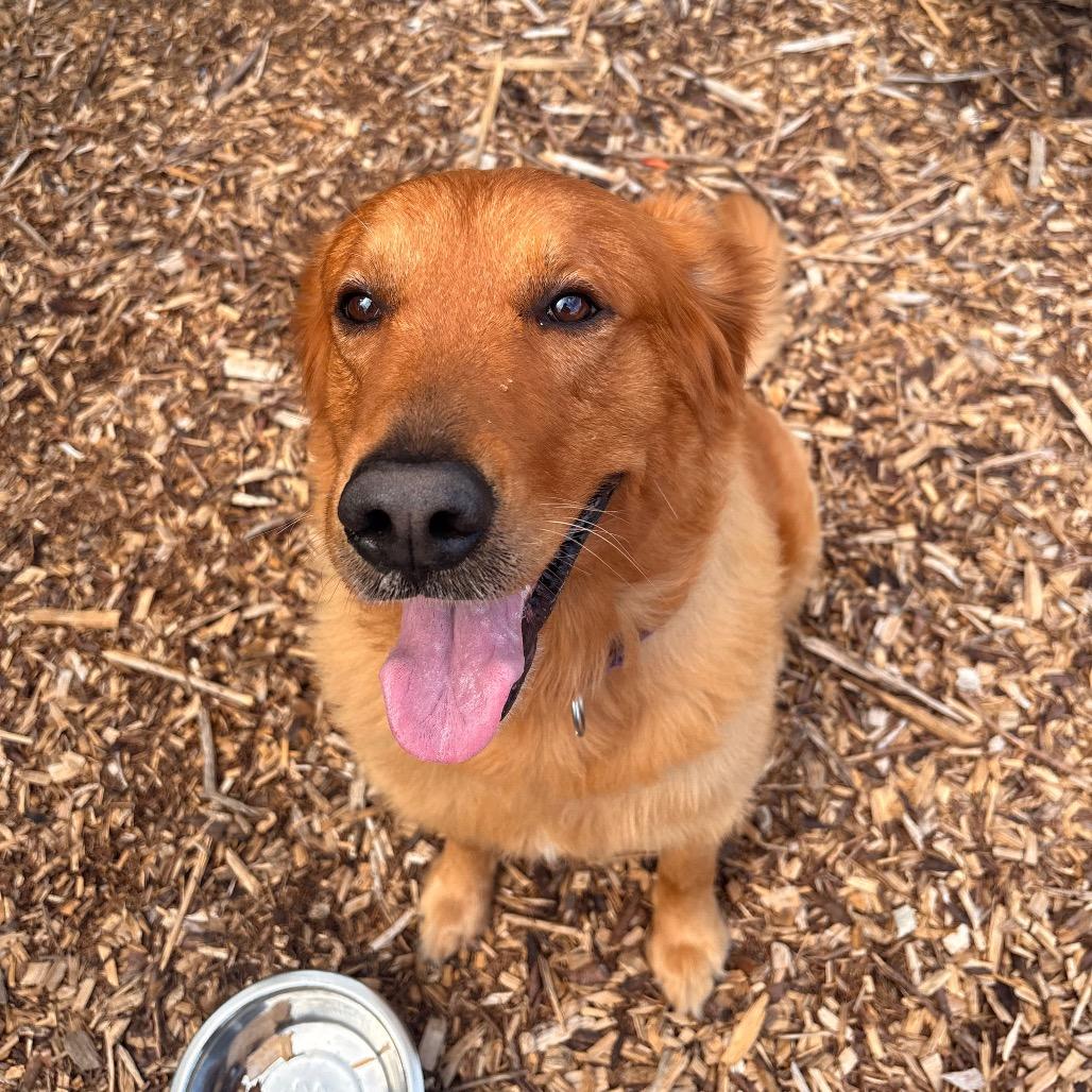 Max, Adoptable, Adult Male Golden Retriever.