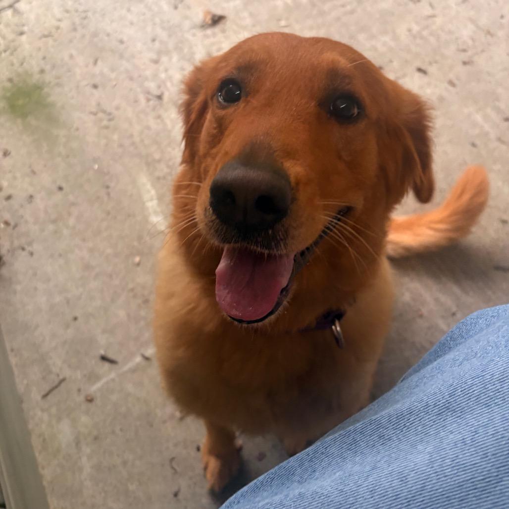 Enlarge Max, a Adoptable Golden Retriever in Briarcliff Manor, NY image 2/6