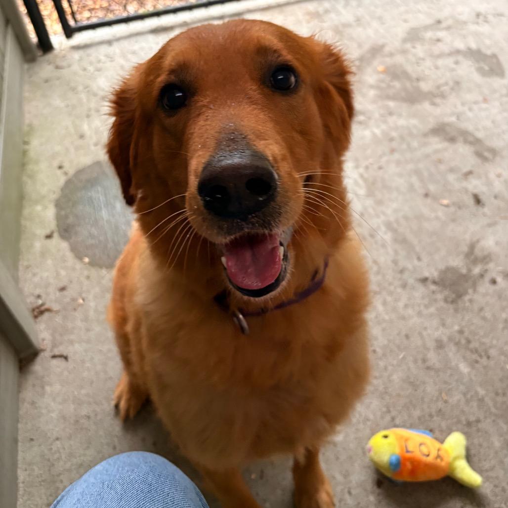 Enlarge Max, a Adoptable Golden Retriever in Briarcliff Manor, NY image 3/6