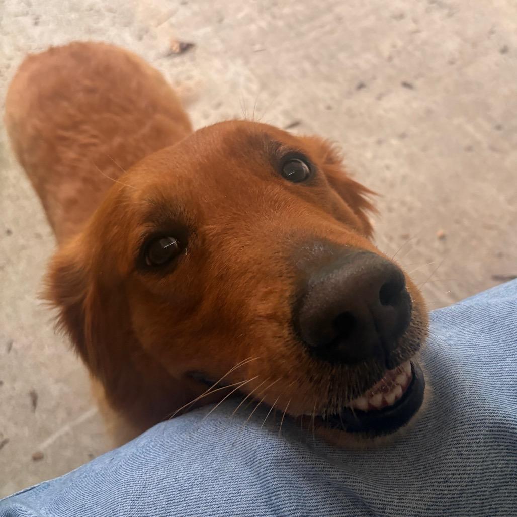 Enlarge Max, a Adoptable Golden Retriever in Briarcliff Manor, NY image 4/6