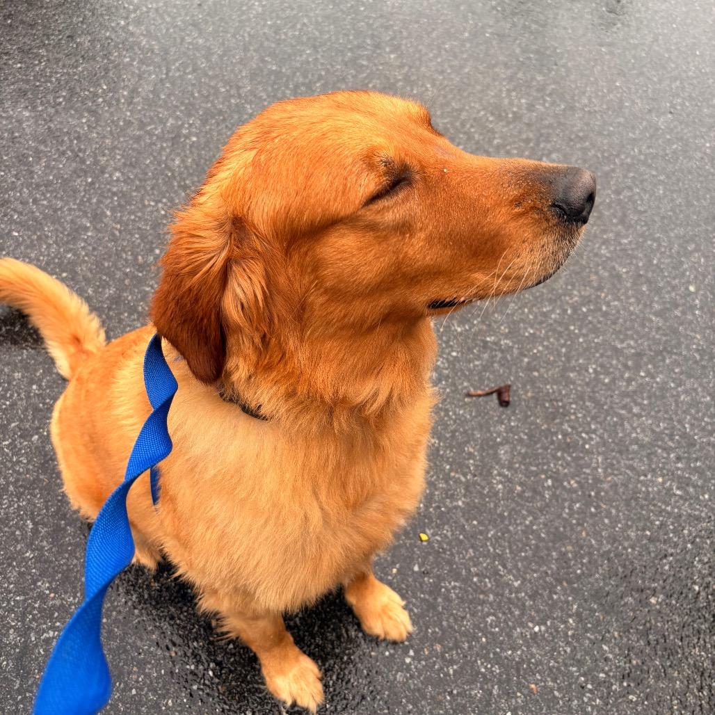 Enlarge Max, a Adoptable Golden Retriever in Briarcliff Manor, NY image 5/6
