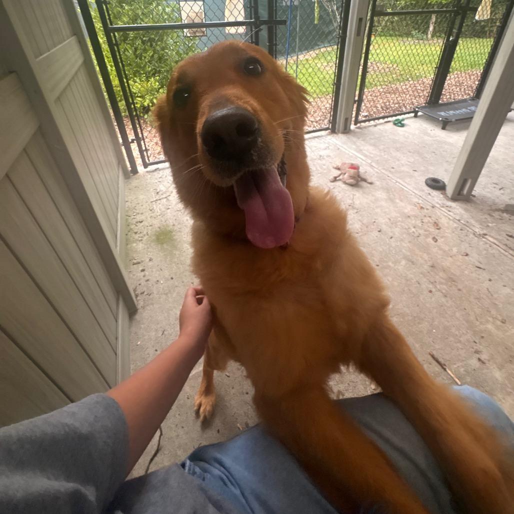 Enlarge Max, a Adoptable Golden Retriever in Briarcliff Manor, NY image 6/6
