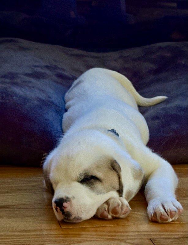 Gus, a ADOPTABLE mixed breed in Bancroft, ON image 2/4