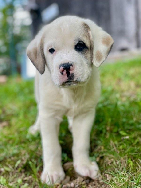 Gus, ADOPTABLE, Puppy Male Great Pyrenees & Bulldog.