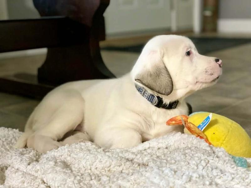 Gus, a ADOPTABLE mixed breed in Bancroft, ON image 3/4
