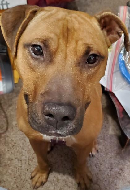 Harvey, Adoptable, Adult Male Mixed Breed & Mixed Breed.