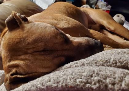 Enlarge Harvey, a Adoptable mixed breed in Maumee, OH image 2/3