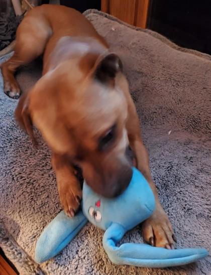 Enlarge Harvey, a Adoptable mixed breed in Maumee, OH image 3/3