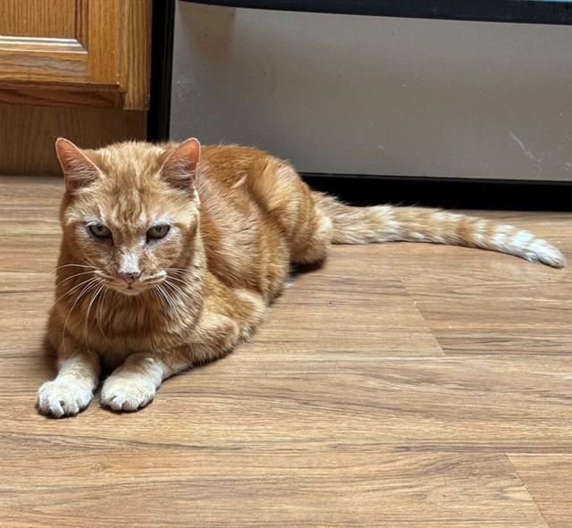 ARNOLD, Adoptable, Senior Male Domestic Short Hair.