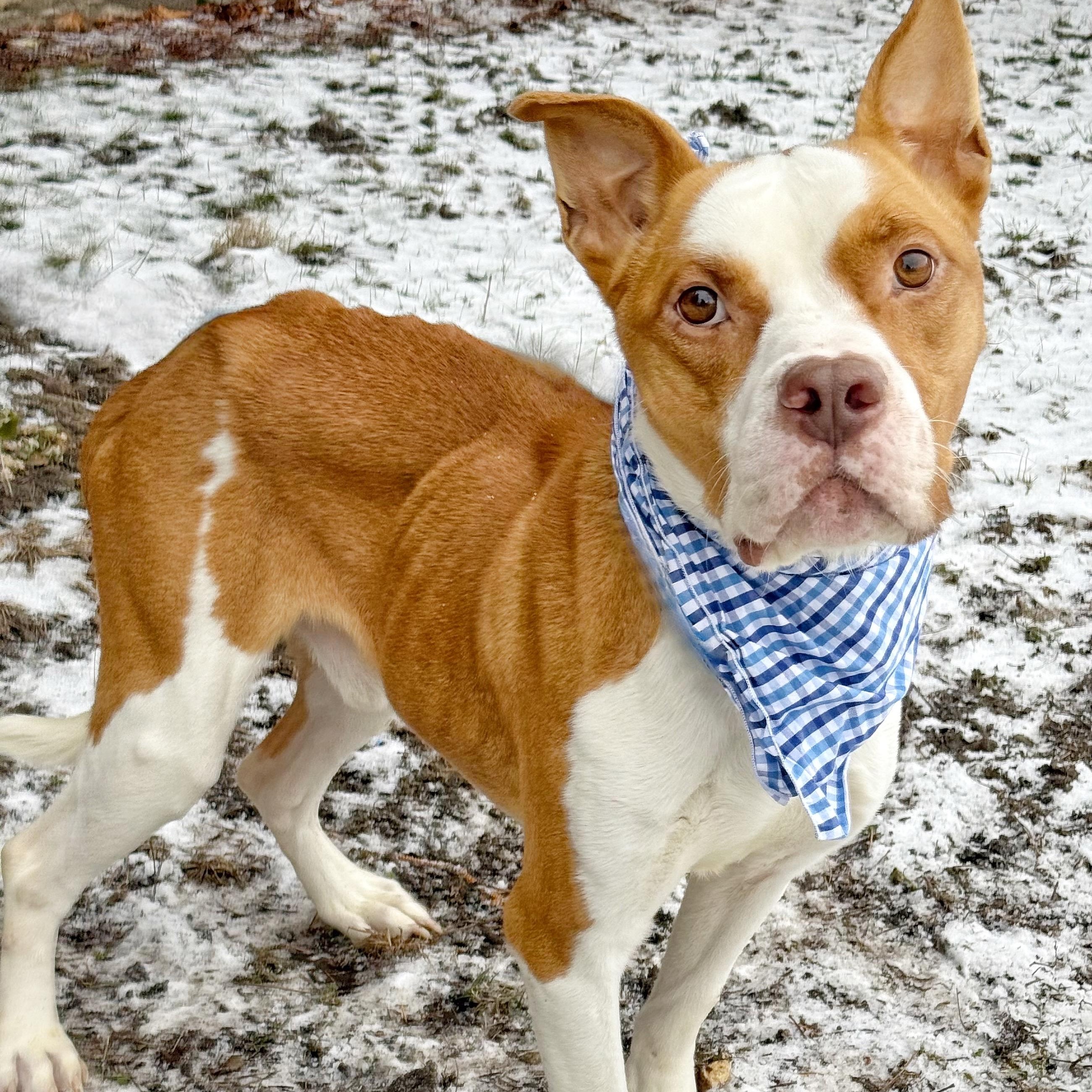 Kix, an adopted Pit Bull Terrier in Buffalo, NY image 3/4