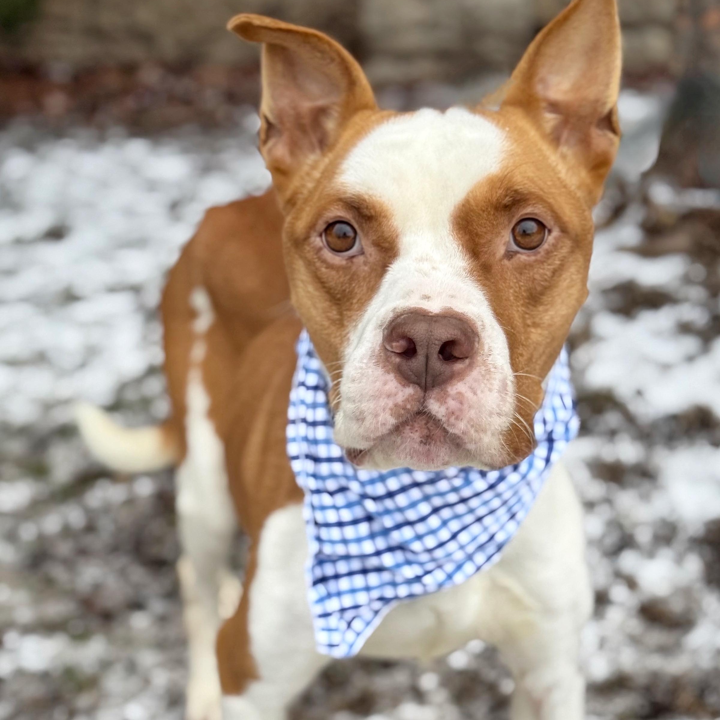 Kix, adopted, Young Male Pit Bull Terrier.