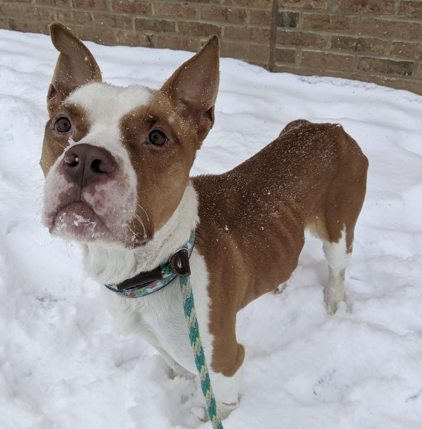 Kix, an adopted Pit Bull Terrier in Buffalo, NY image 4/4
