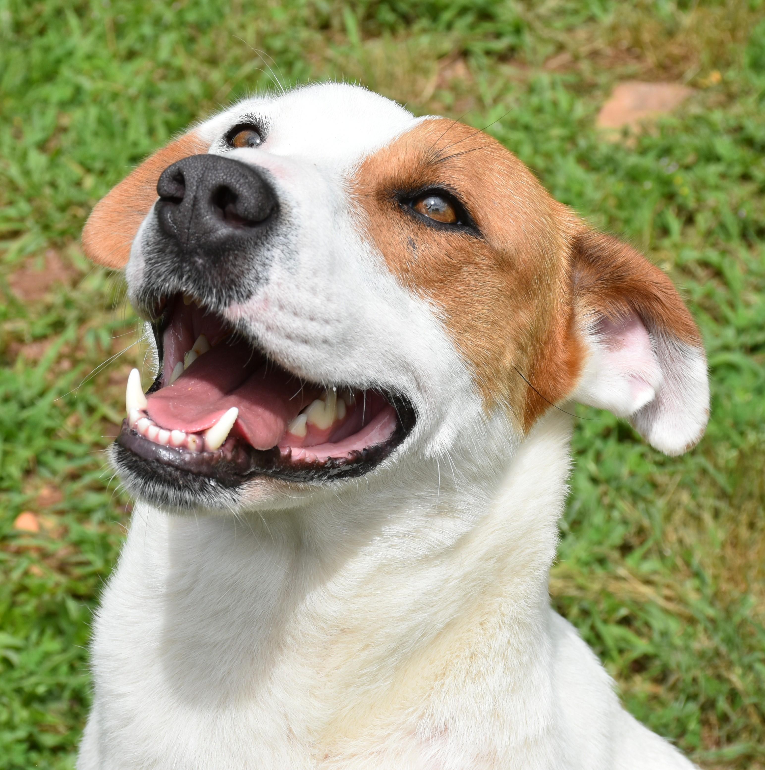 Macy, a Adoptable mixed breed in Wedowee, AL image 2/6