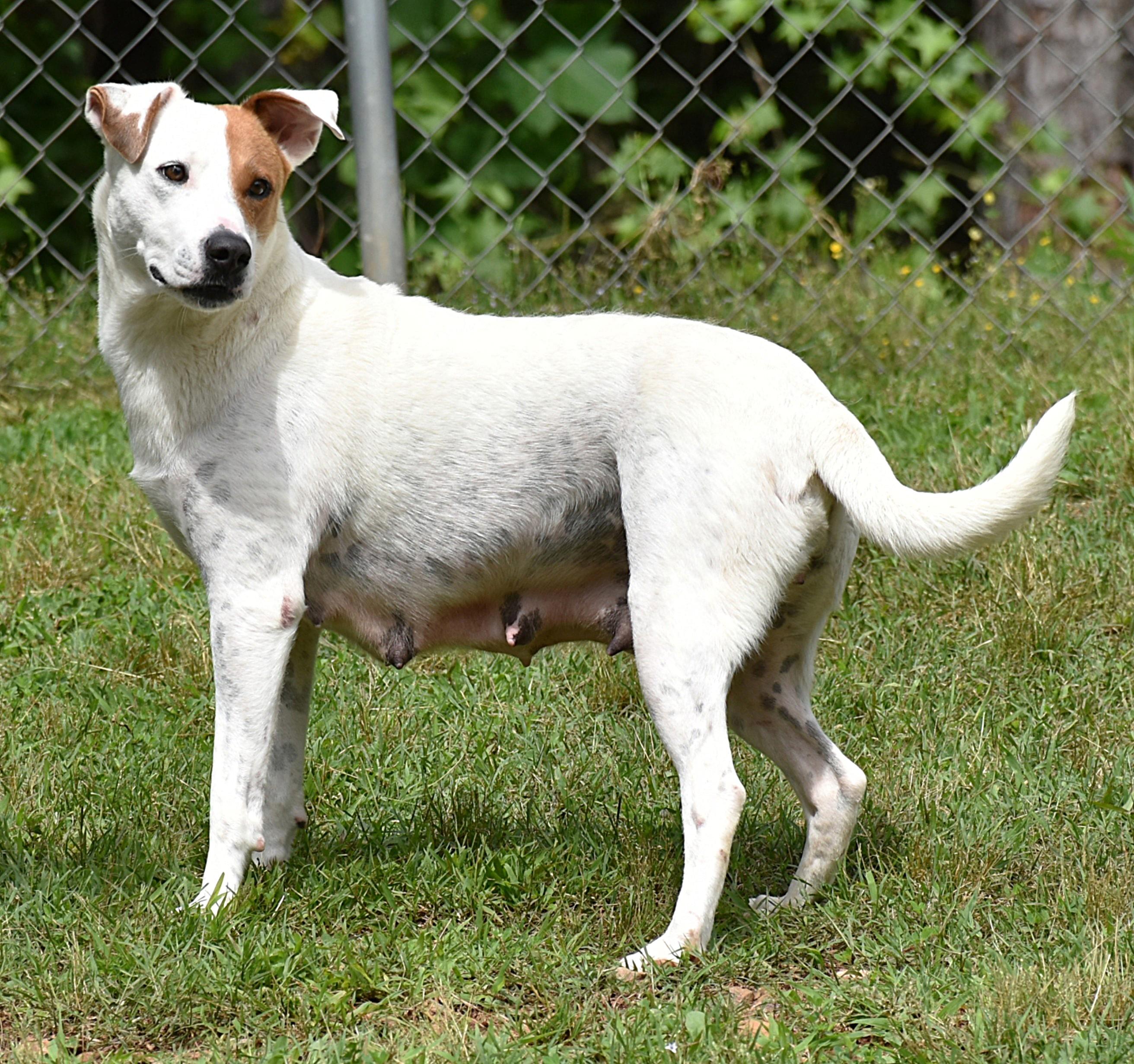 Macy, a Adoptable mixed breed in Wedowee, AL image 3/6