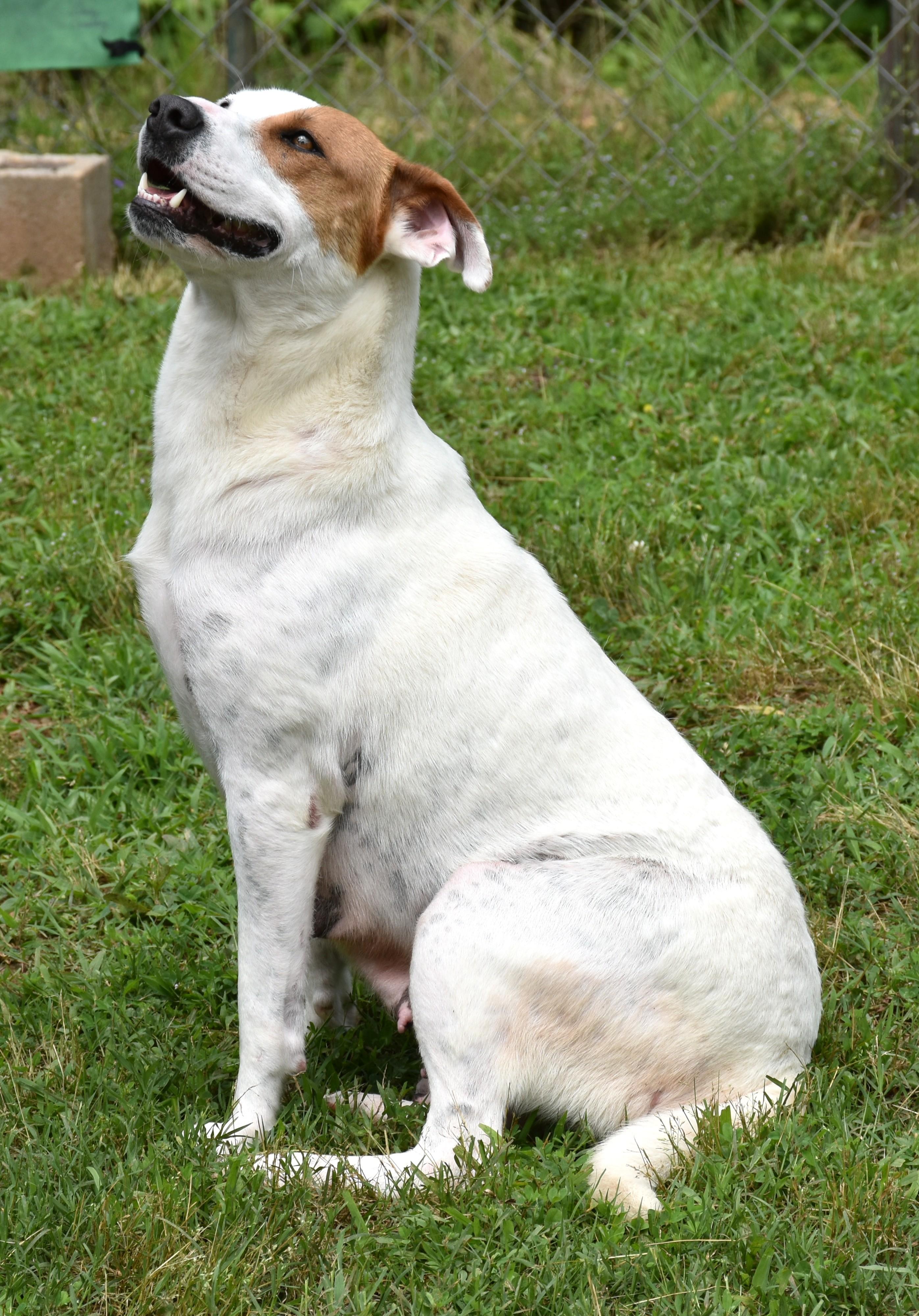 Macy, a Adoptable mixed breed in Wedowee, AL image 5/6