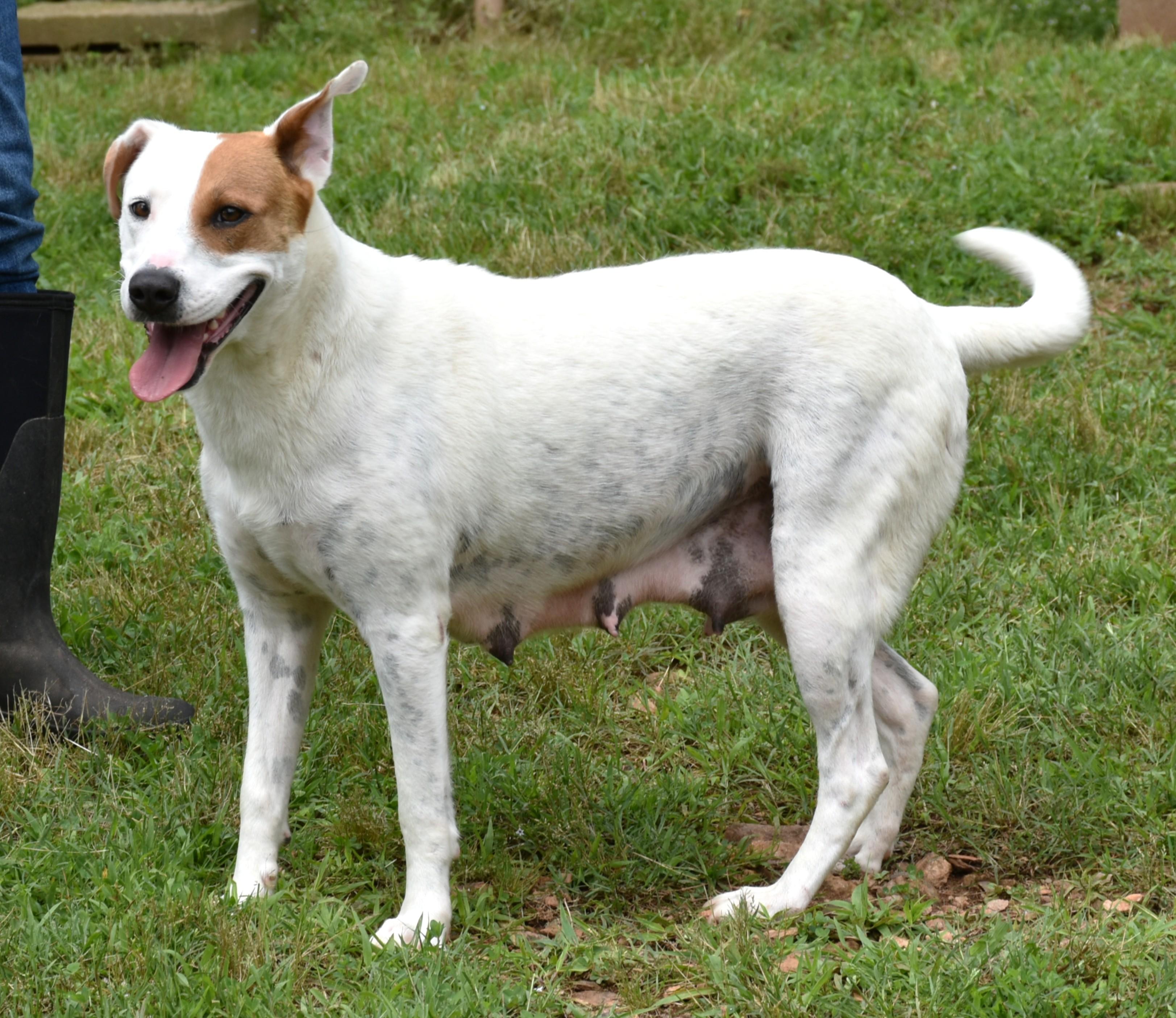 Macy, a Adoptable mixed breed in Wedowee, AL image 6/6